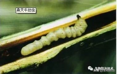 蛀干害虫是钻蛀害虫吗,果树枝干钻蛀害虫图片