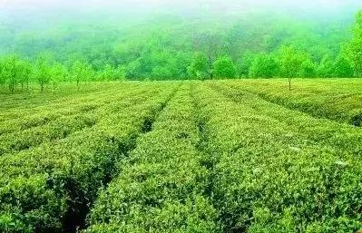 武都的风景大全,武都美丽景色