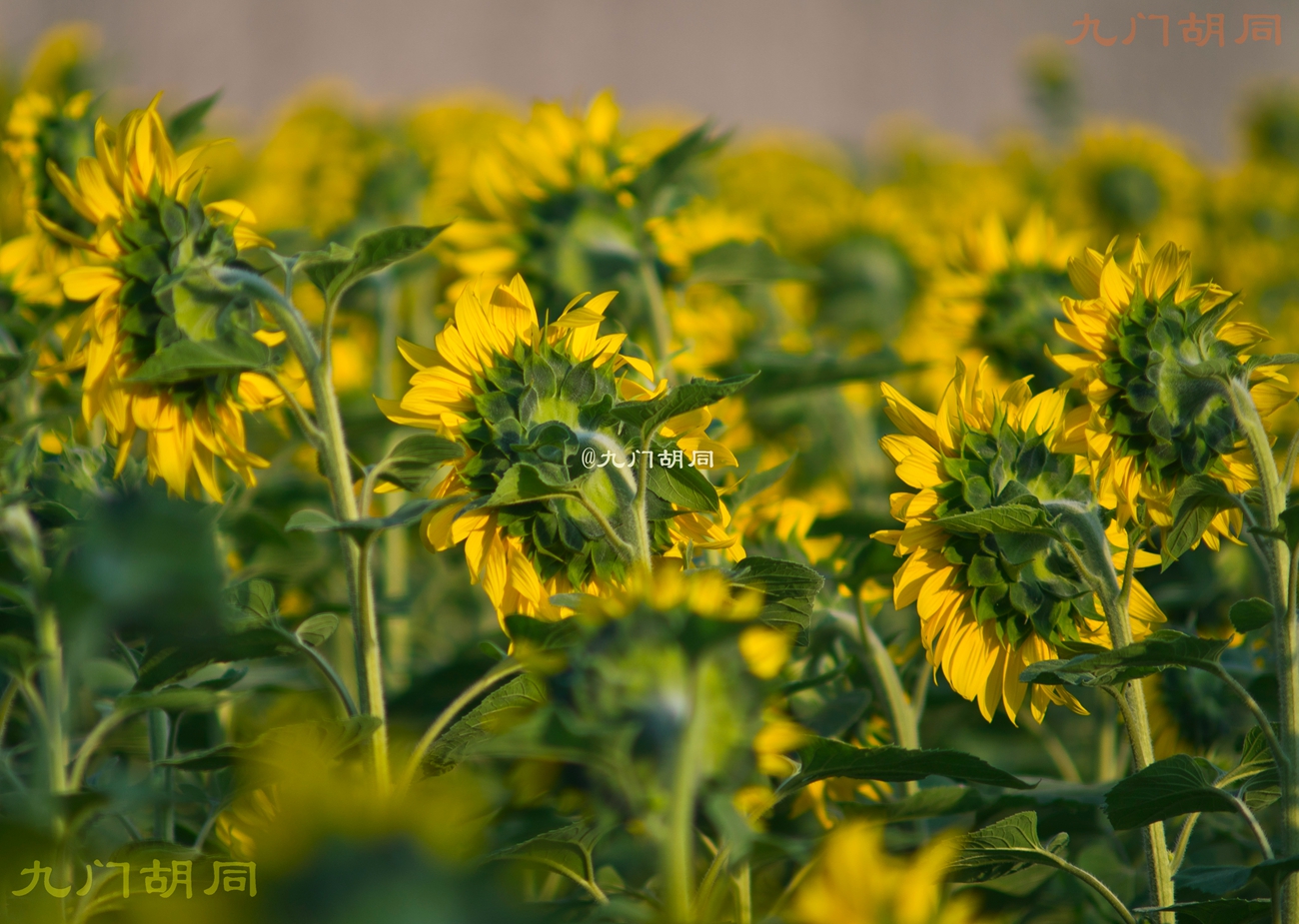 法国旅游葡萄酒庄,法国波尔多酒庄旅游攻略
