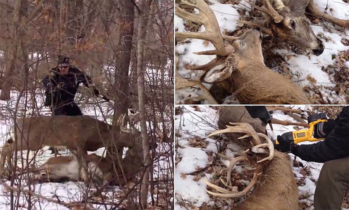 被自己的角扎死的动物,动物牙齿戳到自己