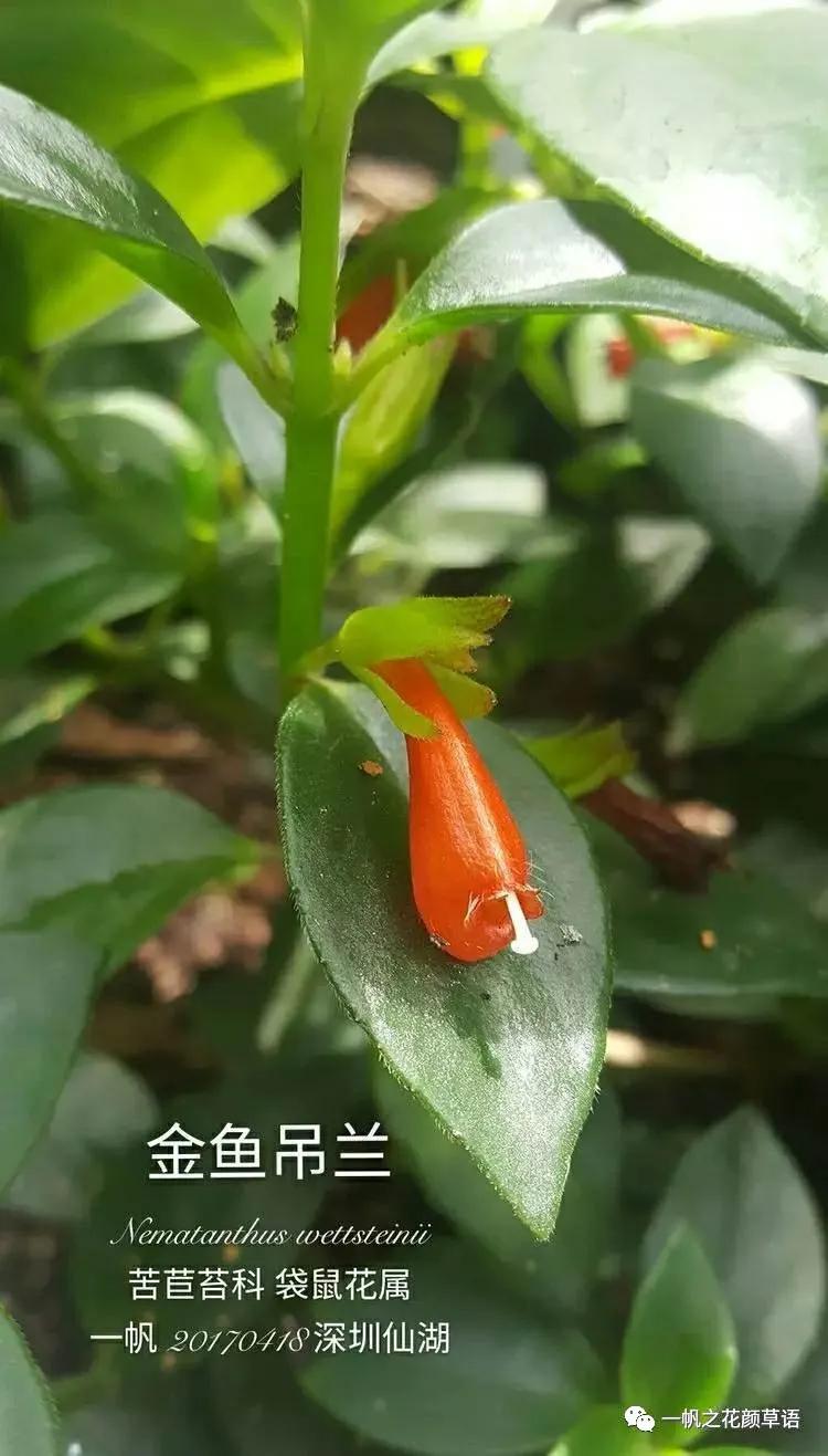 金鱼草的简介,金鱼草的地径