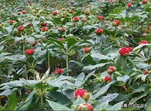 七叶一枝花的药用价值及养殖方法,我国的珍稀植物国家二级保护植物