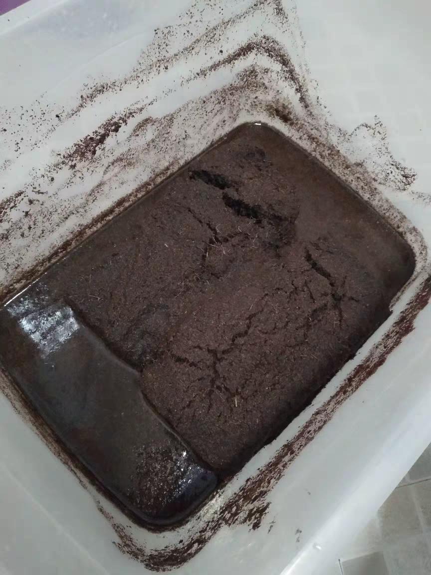 乌龟催眠大法,如何让乌龟有龟苗冬眠