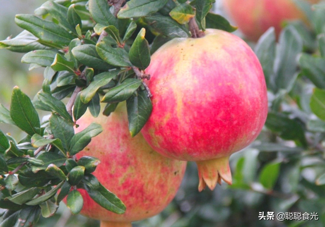 买石榴果,石榴怎么选皮薄又红的