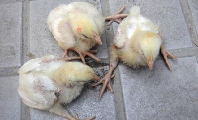 鸡拉稀喂阿莫西林和土霉素哪个好,鸡拉稀用什么偏方能治