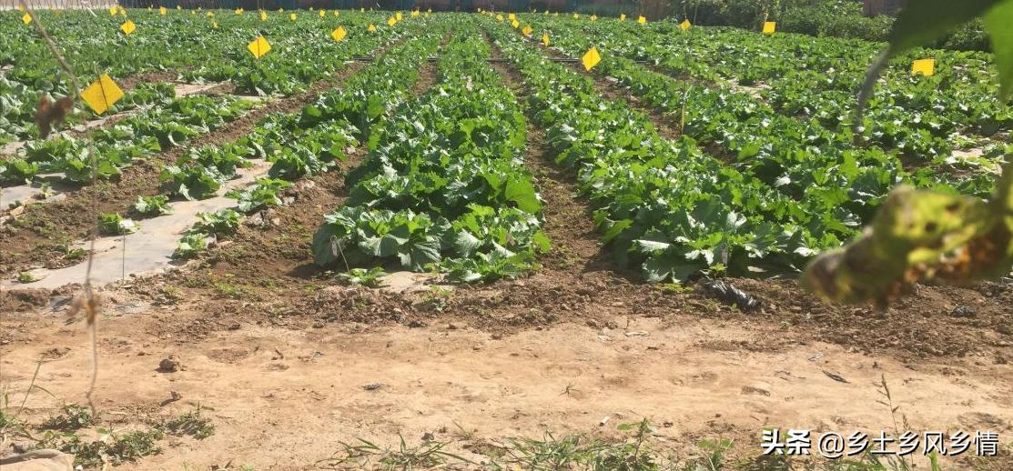 种植蔬菜长虫子怎么除掉,种蔬菜有虫怎么办