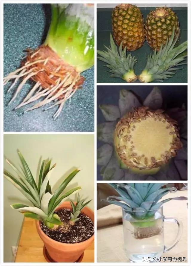 吃完的水果不要扔试试在家就能种,吃完的水果种子