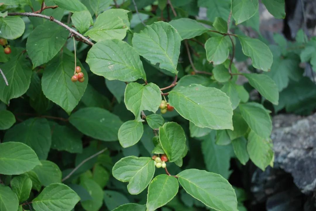 硬核整理!高清中药教材原植物彩*图色**谱(四期)