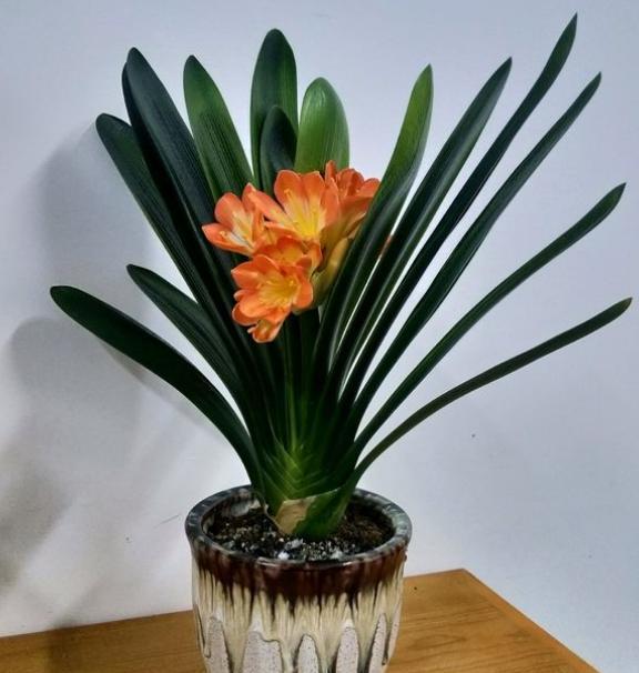 君子兰换盆以后都有哪些服盆方法,君子兰换盆注意事项及操作方法