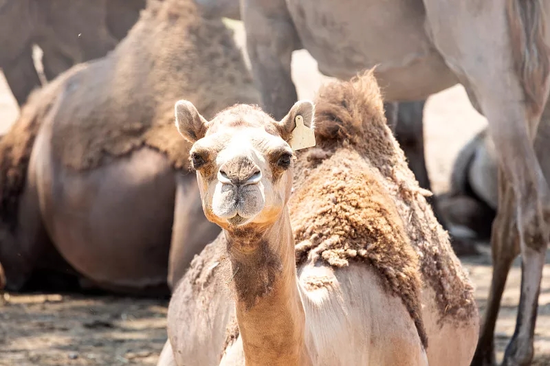 牛奶羊奶驼奶的区别,牛奶羊奶骆驼奶老年人选哪种最好