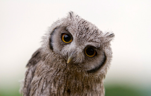 猫头鹰叫有科学依据吗,不怕猫头鹰叫就怕猫头鹰笑啥意思