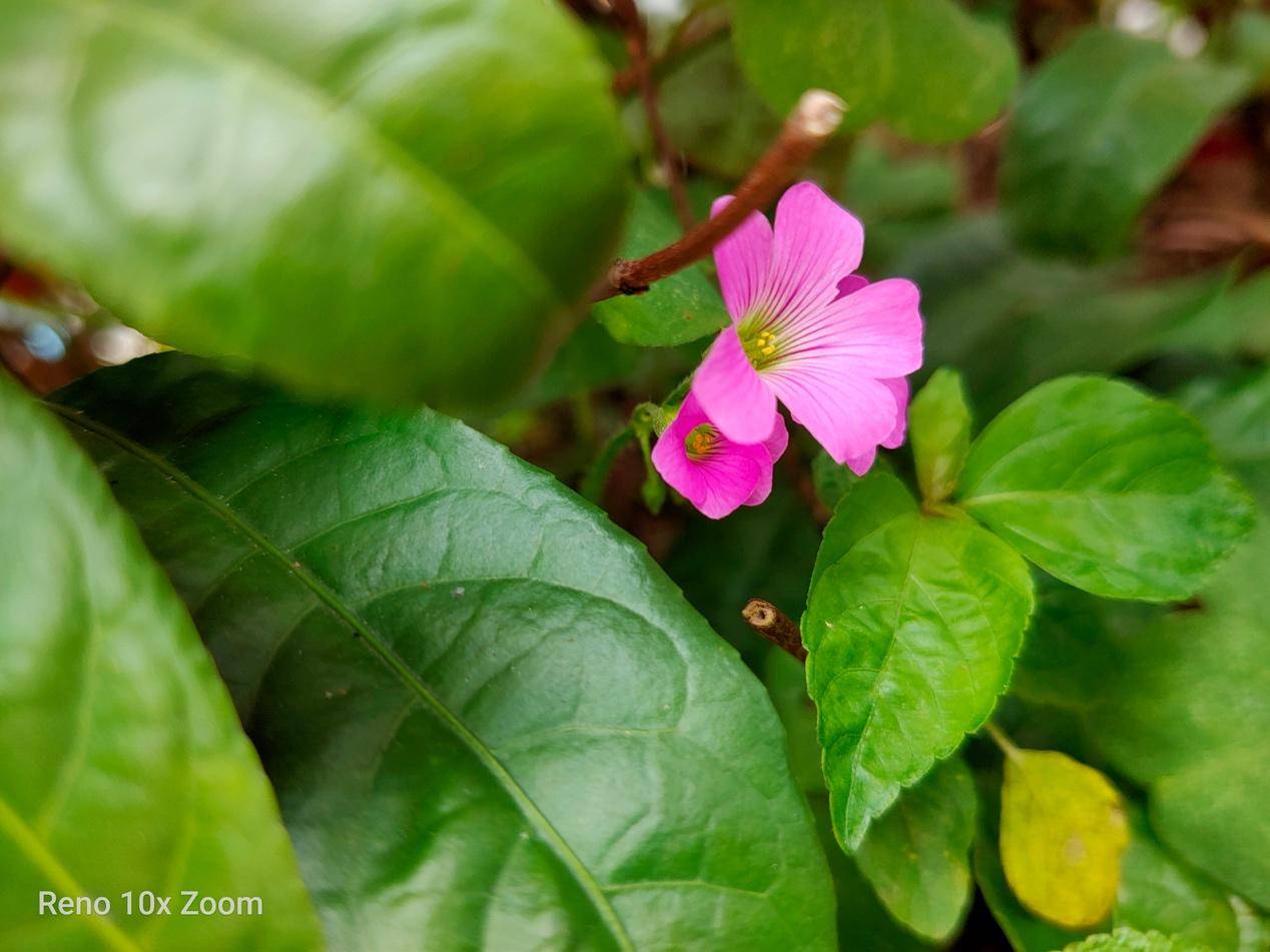 opporeno拍照评测,opporeno拍照表现