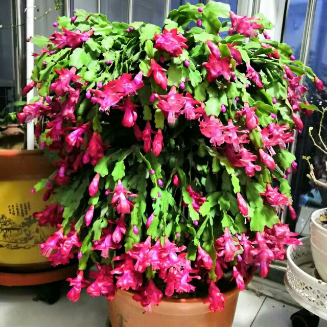 种植花卉有哪些用途呢,家庭养花什么花有毒