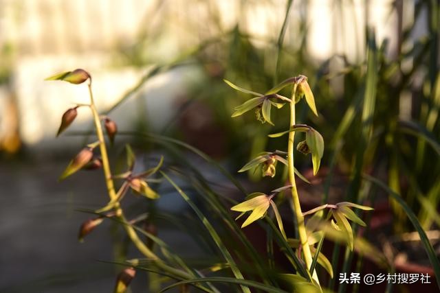 虫蛀木头可以养兰花吗,虫蛀的木头养花