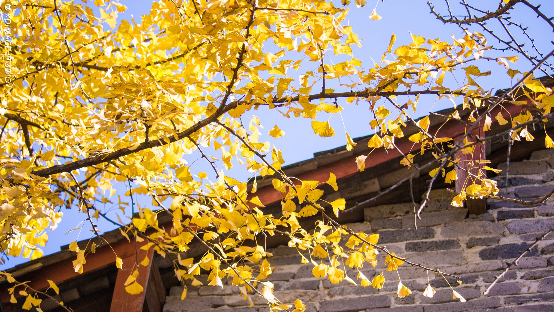 浮生若梦为欢几何是正确的吗,浮生六记浮生若梦为欢几何