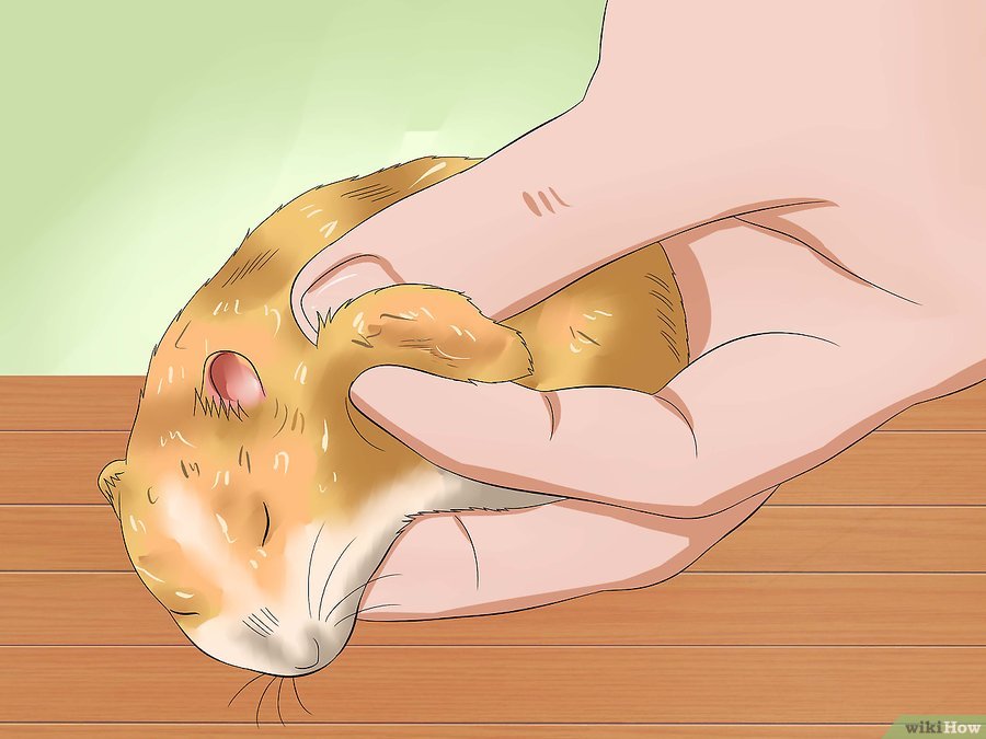 仓鼠趴着一动不动是什么意思,仓鼠怎么一动不动