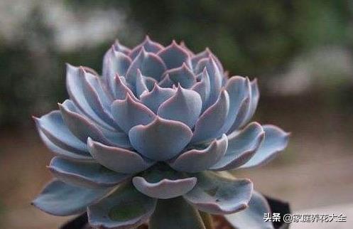 蓝姬莲和蓝石莲多肉哪个好养,蓝石莲多肉移盆