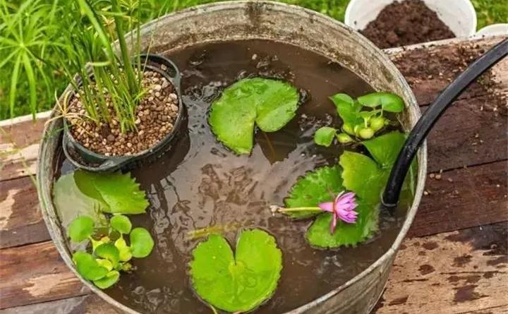 废桶旧盆里添水种花，10分钟成水景，细水长流富贵一生