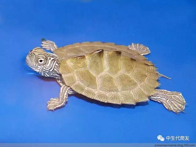 正宗的地图龟,史上最差的地图龟