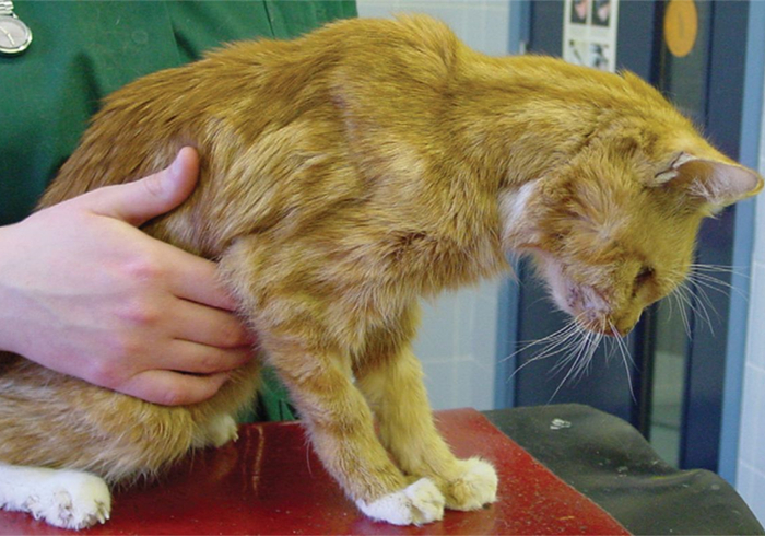 猫的前肢骨骼结构图,猫骨骼结构图及说明