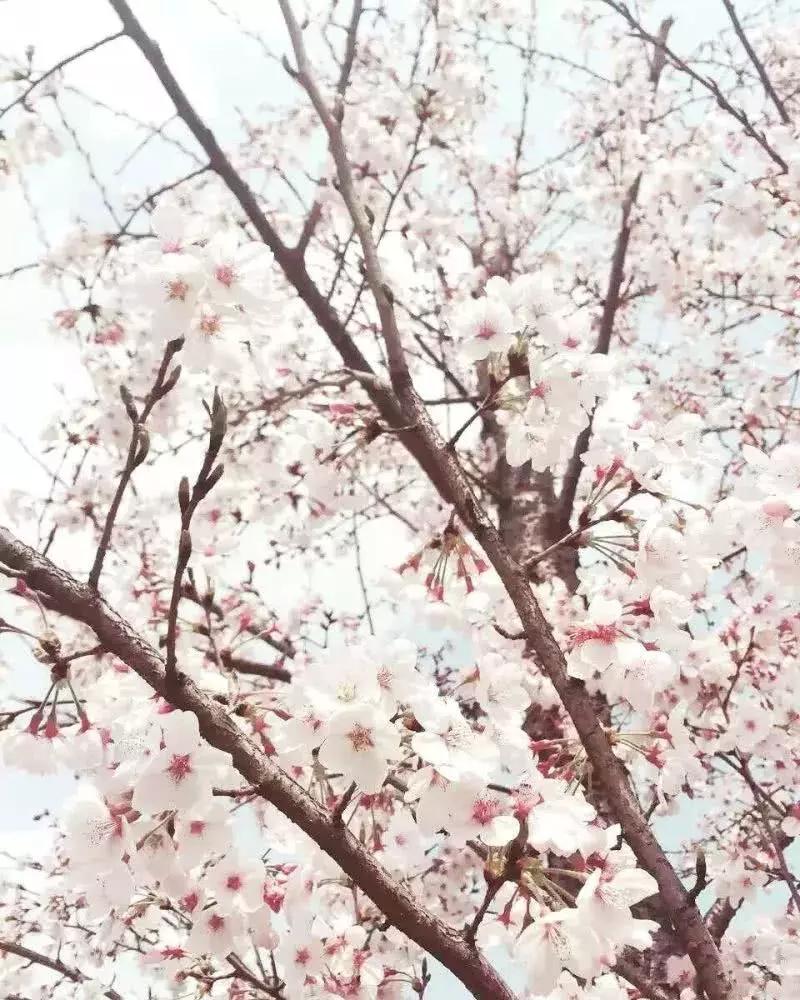 去日本观赏樱花最佳去哪个岛,去日本观赏樱花可能去什么岛