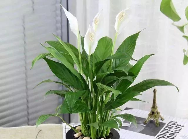 白掌如何养护才能开花,白掌如何多开花