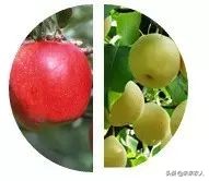 烤烟有机肥的正确使用方法,烟草专用有机肥怎么使用