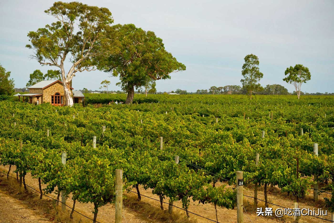 中国人喝最多的红酒,为什么是赤霞珠红酒?