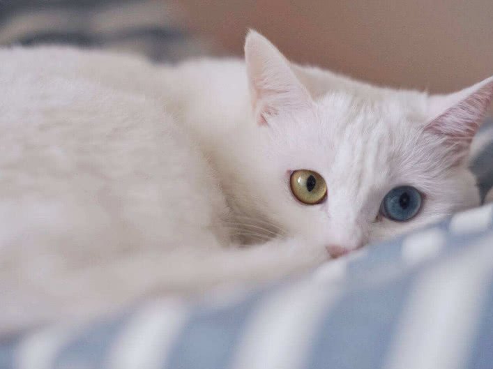 拽猫咪后腿的危害,拽猫尾巴的后果