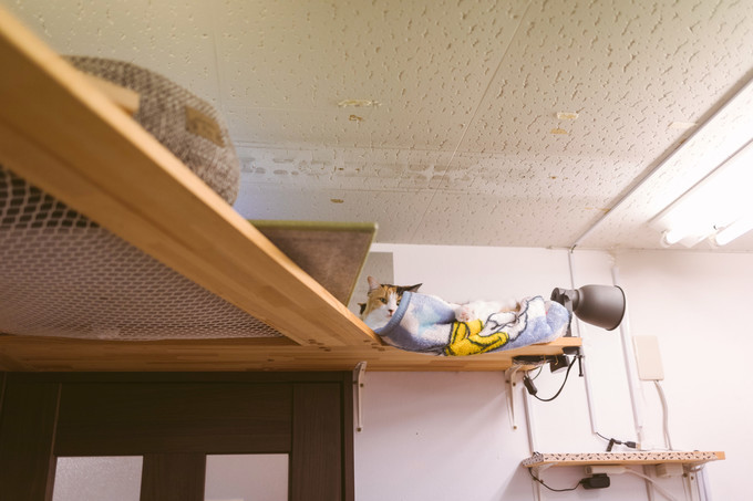 伏见稻荷大社怎么去清水寺,伏见稻荷大社到清水寺远吗