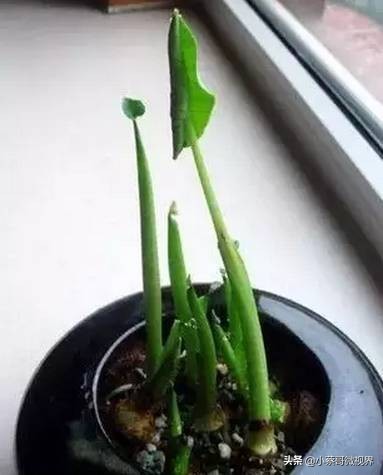 吃完的水果不要扔试试在家就能种,吃完的水果种子