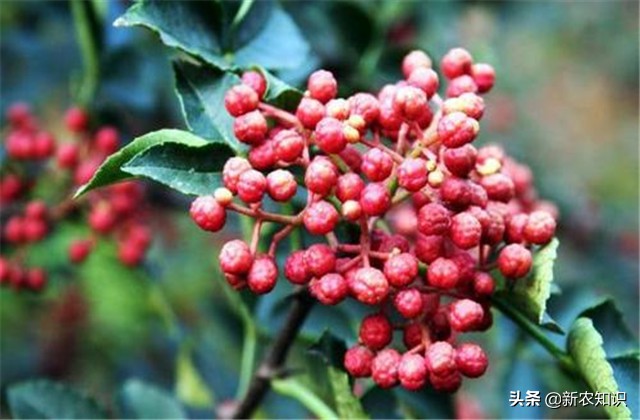 花椒病虫害的生物防治措施学习班,花椒种植管理技术与病虫害