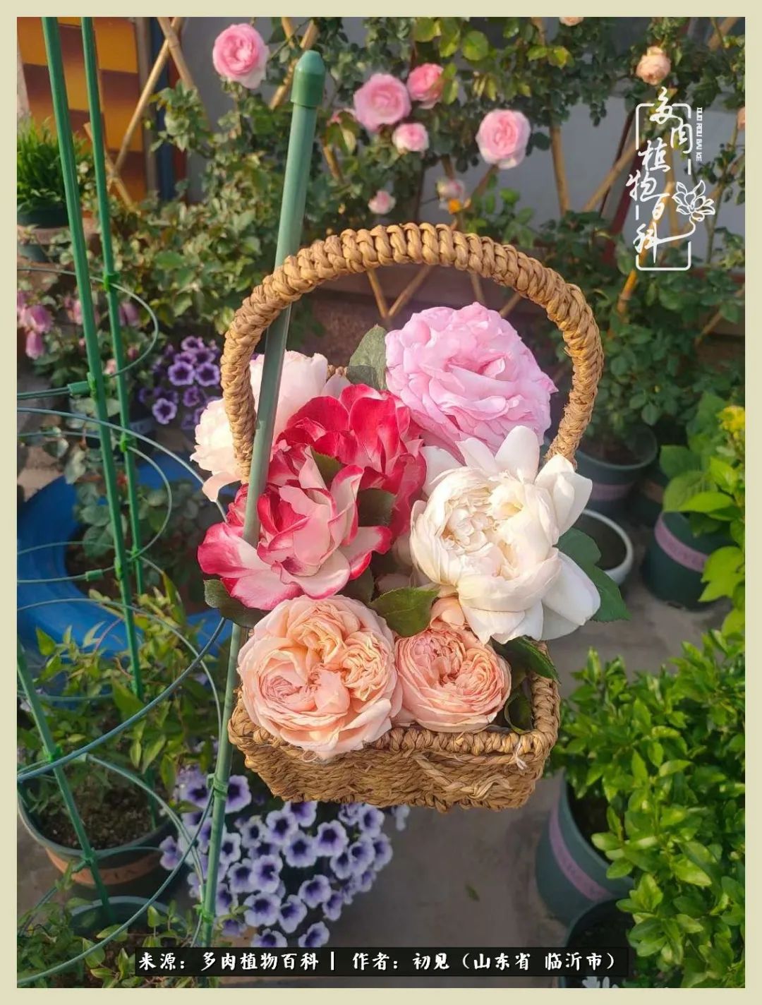 和多肉植物相伴,和多肉相处的心情