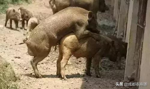 二代野猪养殖利润,养殖野猪投资多大