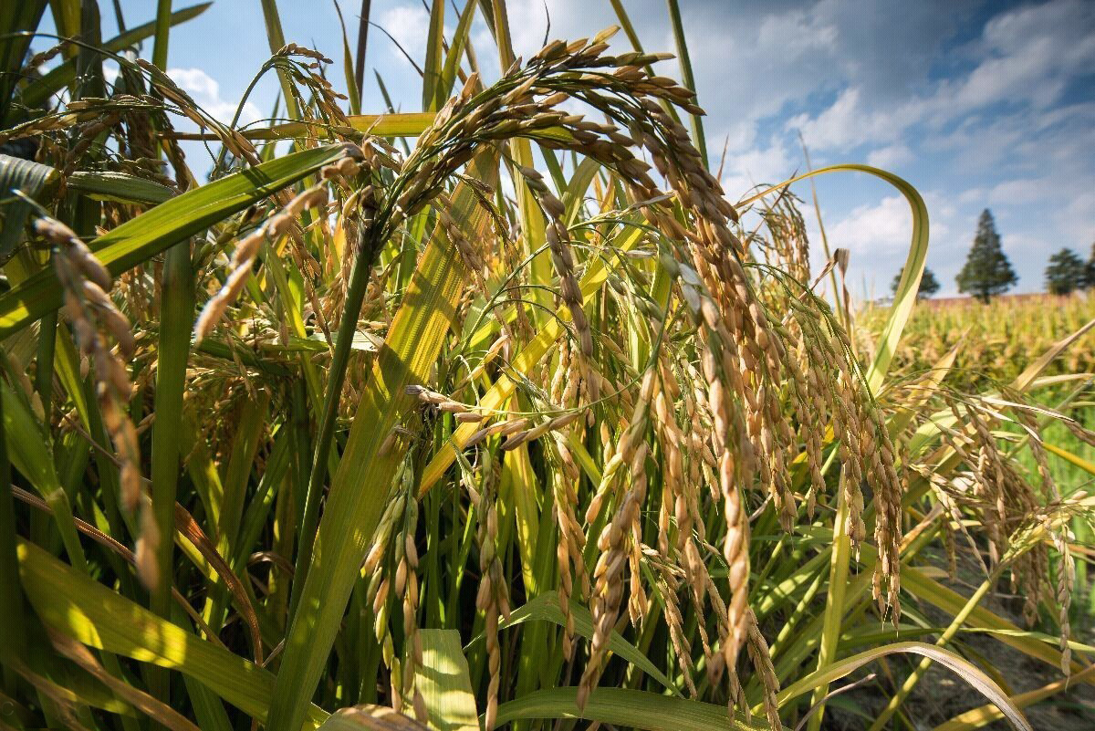 吉林好大米推荐,吉林好吃的大米品牌
