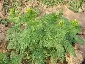 防治杂草最有效的方法,常见十大抗性杂草的除草方案