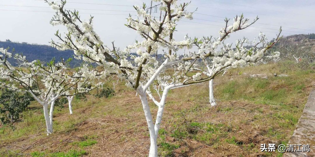树干有轮纹病打什么药,轮纹病锈病