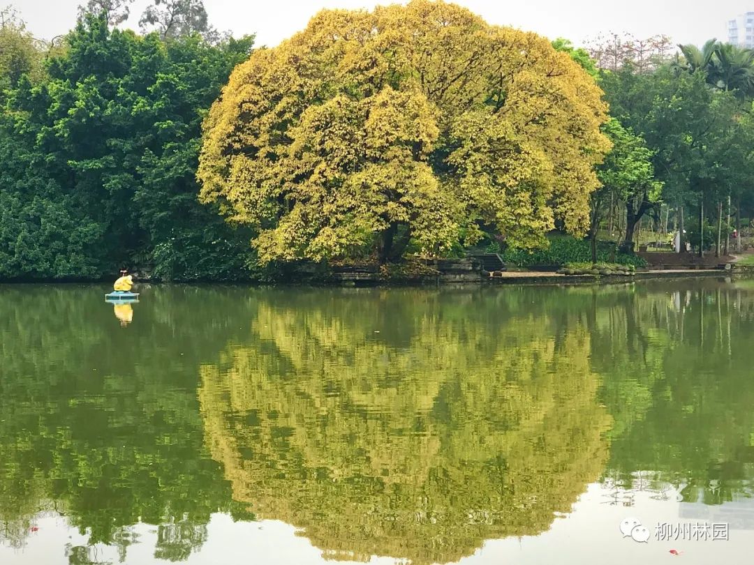 柳州的柳侯公园特色,柳州柳侯公园秋天美景