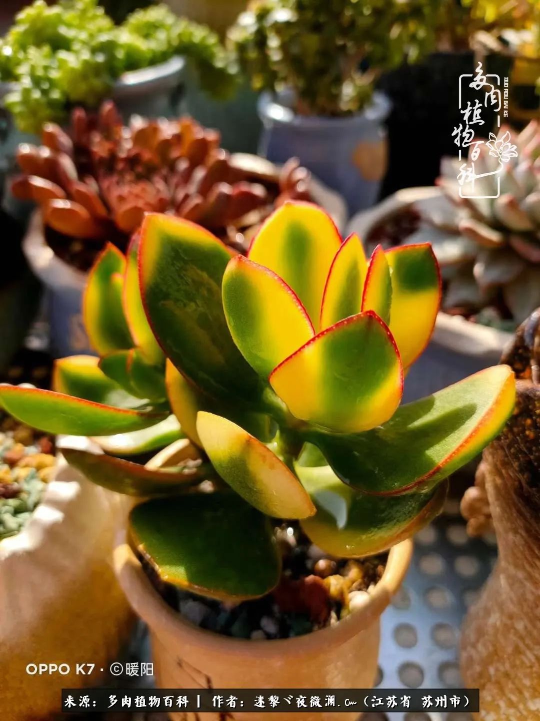 围观多肉版武林大会，一起穿越吧,下