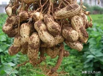 鑺辩敓濮戝娌冲崡,涓滄礊闂ㄦ潙