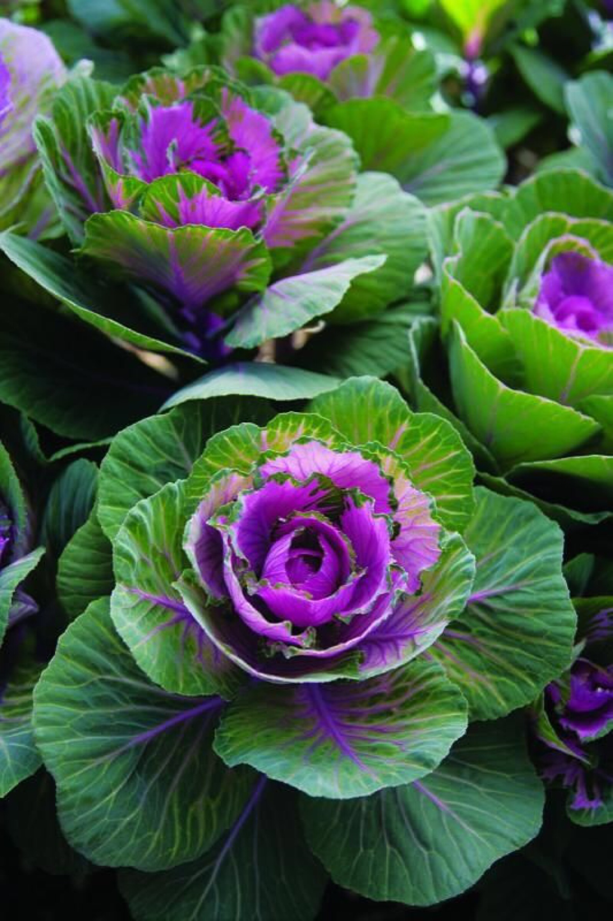 叶菜品类表,叶菜类一览表