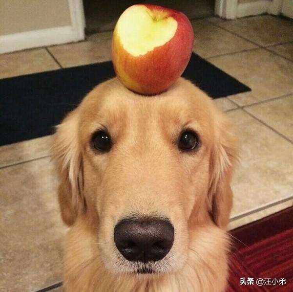 金毛犬腿疼的解决办法你知道吗,金毛犬最易患的病及治疗方法