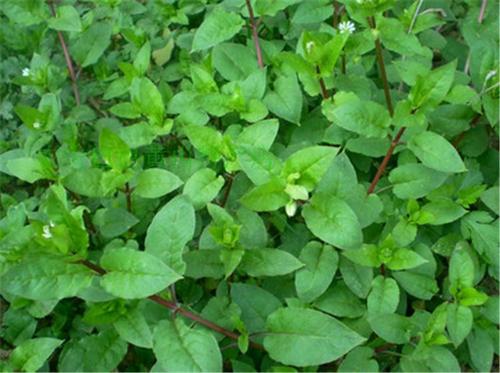 出门踏青管住嘴这种野菜可别乱吃,春季踏青路边的野菜要慎采