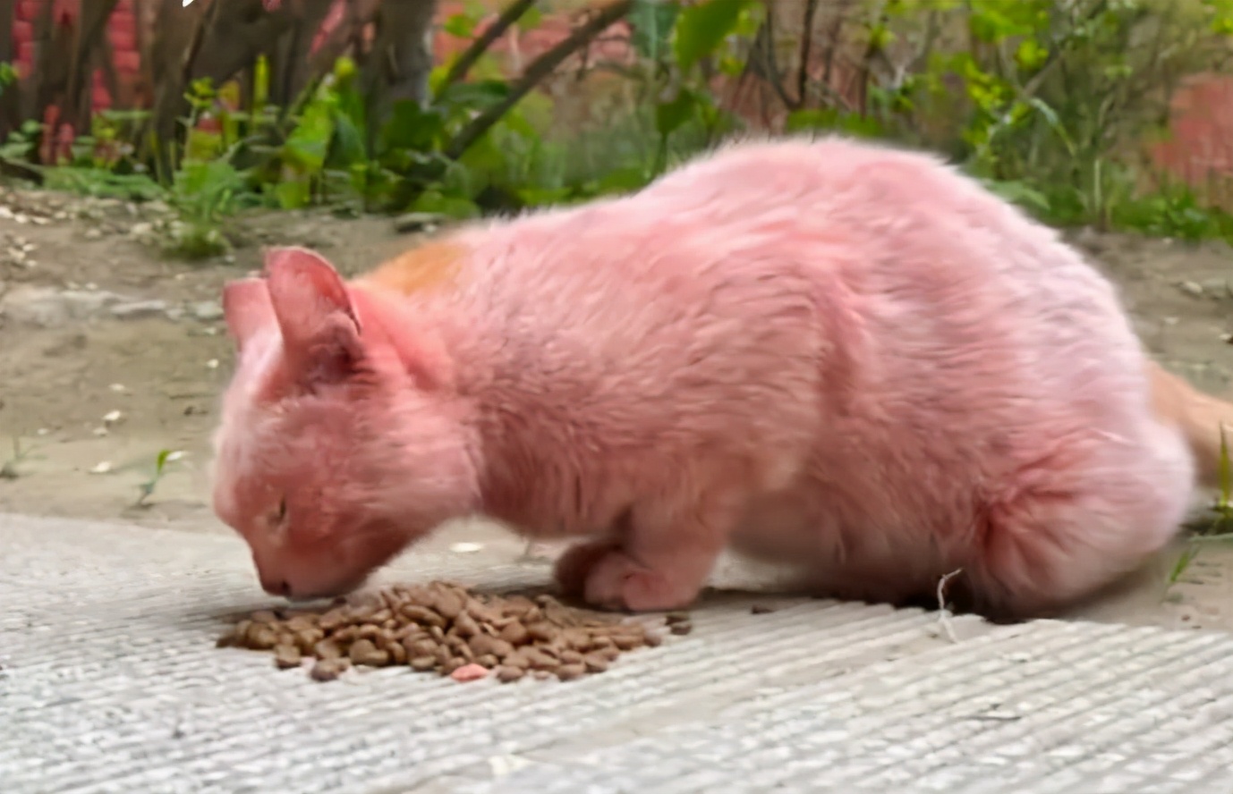 全球罕见足球猫冲上热搜,网友:指定染色!结果......哈哈哈哈