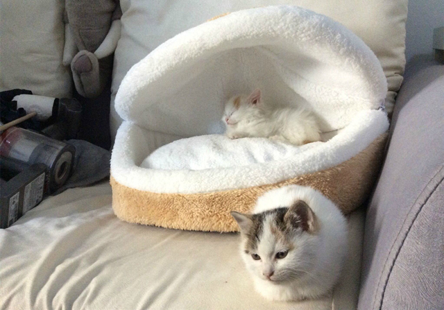 新生乳猫喂养,新生奶猫怎么照顾