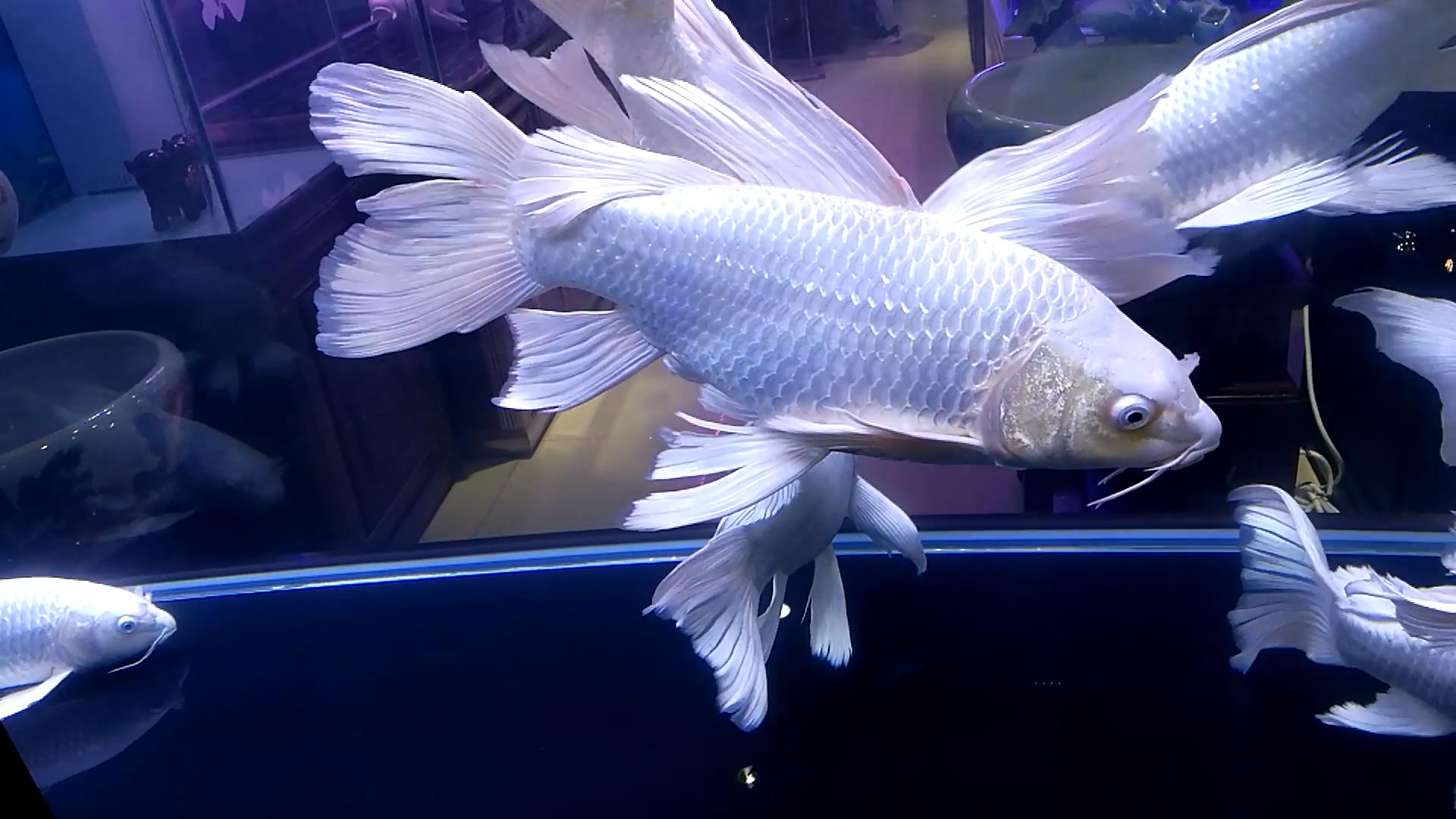 怎么让鱼缸大量爆绿藻而不是褐藻,鱼缸褐藻彻底清除的有效方法