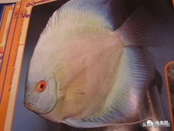 七彩神仙最好看的品种,七彩神仙多大分品种