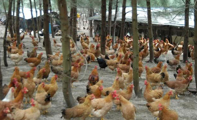 鸡啄肛原因及防治,鸡为什么啄羽啄肛