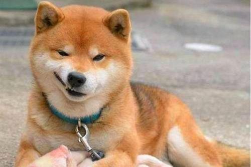 狗狗拉稀怎么办?狗狗拉肚子软便吃什么药?