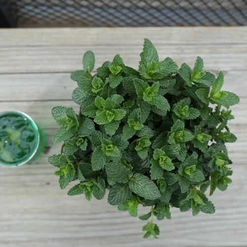 薄荷的用处和好处,薄荷是个宝它有什么妙用